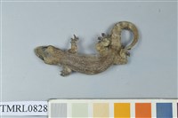 藏品(疣尾蝎虎)的圖片